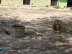 방콕 동남아 여행 모험에 넌더리 안 나