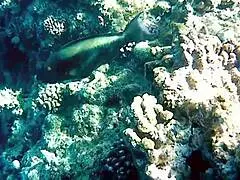 Naughty Milf Mariaold Flashing Huge Natural Boobs and Pussy