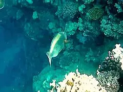 Naughty Milf Mariaold Flashing Huge Natural Boobs and Pussy