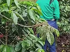 我的后妈渴望在哥伦比亚森林户外性爱