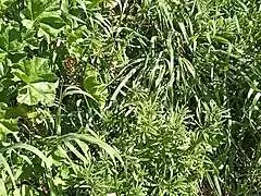 il prato una grotta e gretala eccitata e sburrata