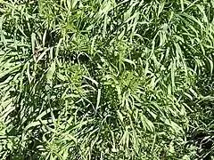 il prato una grotta e gretala eccitata e sburrata