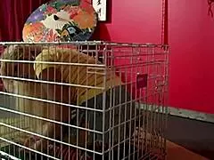 I dominate scott rhodes making maxine x suck my big tits