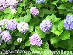 Wow, first-time wife Kayo gives epic blowjob and creampie! 😍