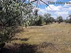 savannah vixen explores outdoors with amateurs