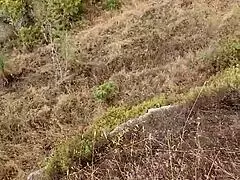 during my trip to cyprus, enjoyed a petite outdoor blowjob in nature.