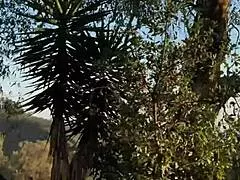 Blonde Petite Girl Explores Outdoor Public Sex Adventures