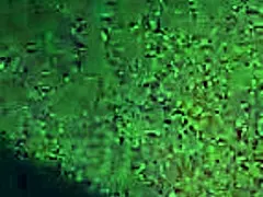 Ariella ferrara, hot busty wife, takes a big cock?