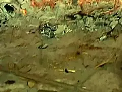 Ariana Jollee Feels Intense Double Penetration Pleasure