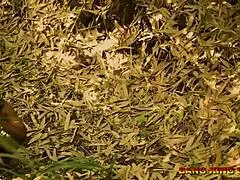 Ebony Lagos Mummy Gets Fucked In The Bush With Monster Cock