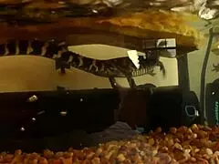 The mature housewife invites you to come and fuck her hard in a quick, rough encounter.