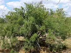 Shy Aboriginal Milf Dances In Cosplay Costumes Outdoors