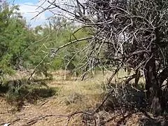 Shy Aboriginal Milf Dances In Cosplay Costumes Outdoors