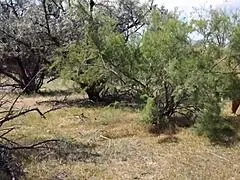 Shy Aboriginal Milf Dances In Cosplay Costumes Outdoors