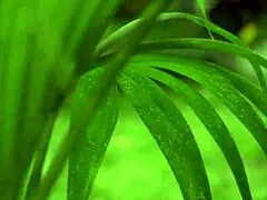 Rdečelasa milf divje jebe na prostem