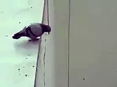 mexicana gorda fucks young virgins over misunderstanding.