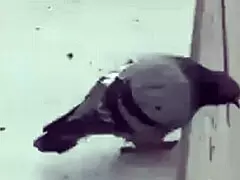 mexicana gorda fucks young virgins over misunderstanding.