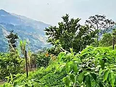 Colombian blonde MILF cheats on husband, rides gardener in doggystyle.