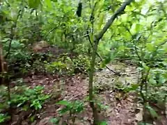 teen got horny in forest and fucked