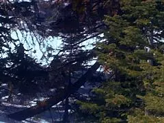 Why Fuck Brunette Milf Eve Lawrence Hard On Snow In Heels?