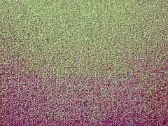 siri straps on huge dildo and rams kimberly kane's wet pussy relentlessly