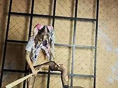 monika fox plays with big toys and dildos in fun solo compilation