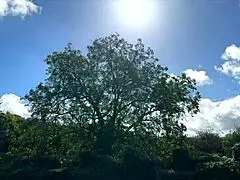 hey, check out didine this gorgeous milf getting pounded hard in lingerie