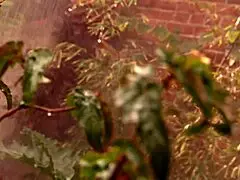 Damn, amy azurra's tiny tits bounce while taking monster cock doggystyle!