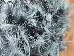 village sarpanch pops virgin bihari beauty's pink pussy