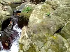 Buddy fucks busty aunt in jungle pond amid public bathers