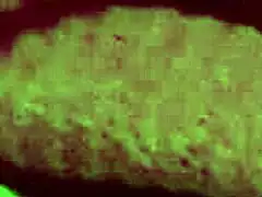 Italian milf artemisia's big natural tits bounce wildly in hot solo nipple play session