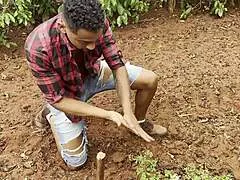 hey lobo mau what if chapeuzinho vermelho gets lost in forest and devoured like never before full red?