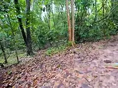 What if hot thai babe's outdoor fun turns into neighbor's secret?