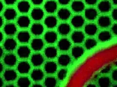 Sexy Blondes Samantha Rone Lesbian Massage Lick Pussy Big Clit Lips