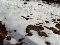 Wet Curvy BBW Gives Handjob Blowjob and Doggy in Risky Forest Fuck