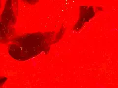 wife's expert deepthroat sucks fat cock closeup blindfolded till cum swallow mouthful