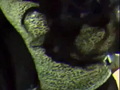 latina milf imagines sucking huge cock until massive cumshot