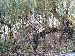 Milf Cougar Soaks Tight Leggings Peeing Wild in Nature Outdoors