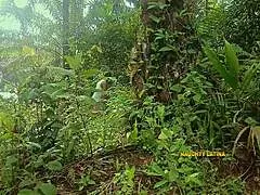 Lagos babe moans loud riding big black cock missionary deep in bush creampie