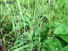 mature housewife masturbates with a cucumber in the garden outdoors