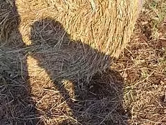 Teresa si fa scopare in campagna