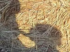 Teresa si fa scopare in campagna