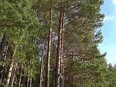 Hot Secretary in Pantyhose WINKS and Teases with Bold Moves